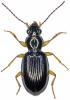 Sinechostictus stomoides
